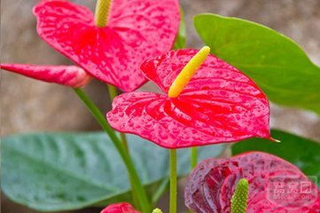 花卉市場中的“國王” 植物學名與數碼產品的聯想